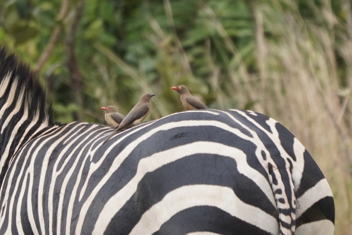 Red-billed Oxpecker - ML616979681