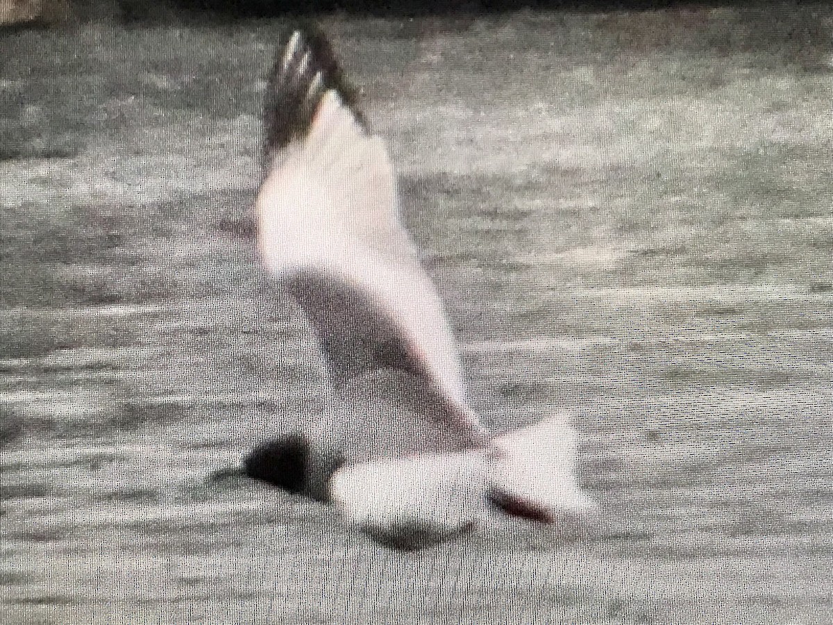 Swallow-tailed Gull - ML616979727