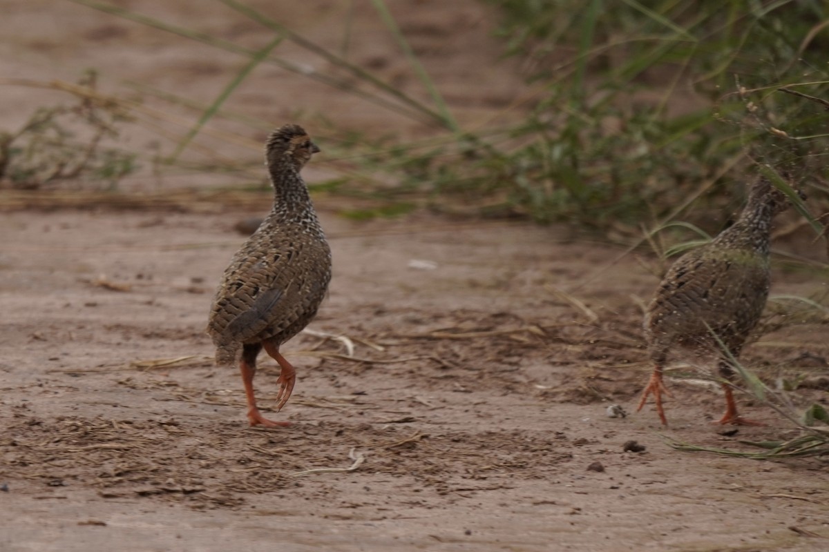 Red-necked Spurfowl - ML616979743