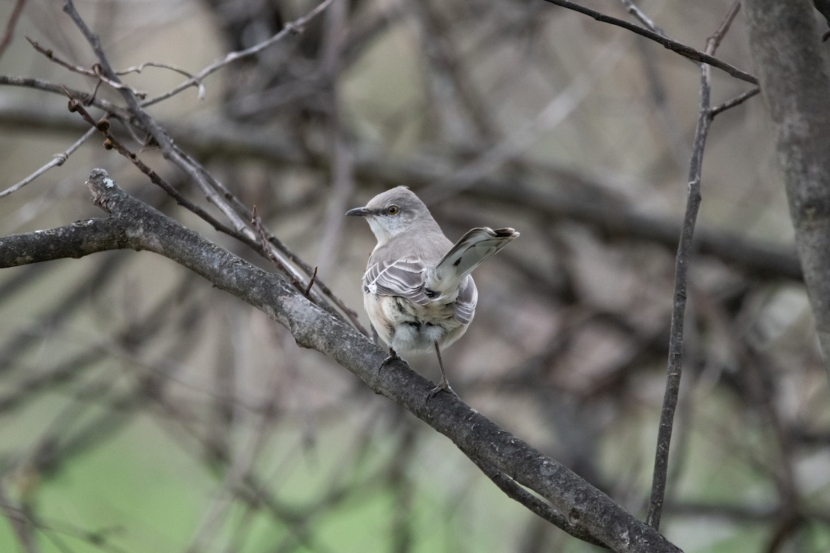 Northern Mockingbird - ML616979745