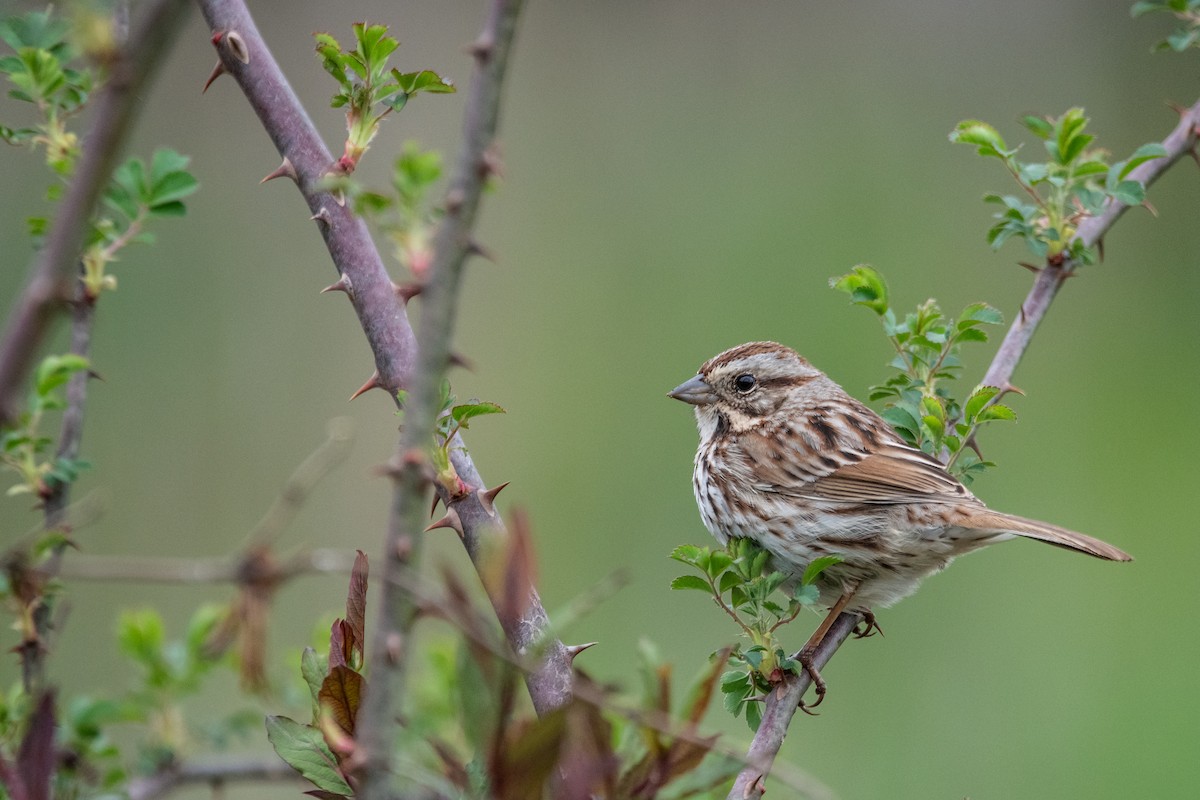 Song Sparrow - ML616979746