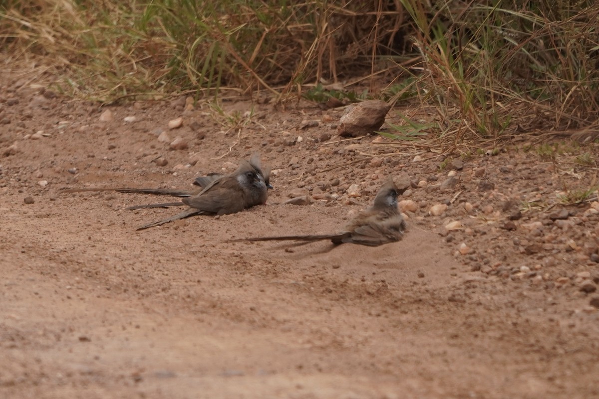 Speckled Mousebird - ML616979748