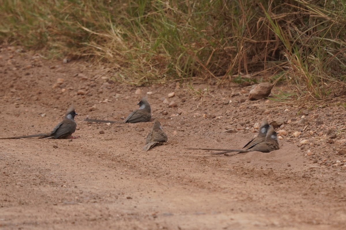 Speckled Mousebird - ML616979749