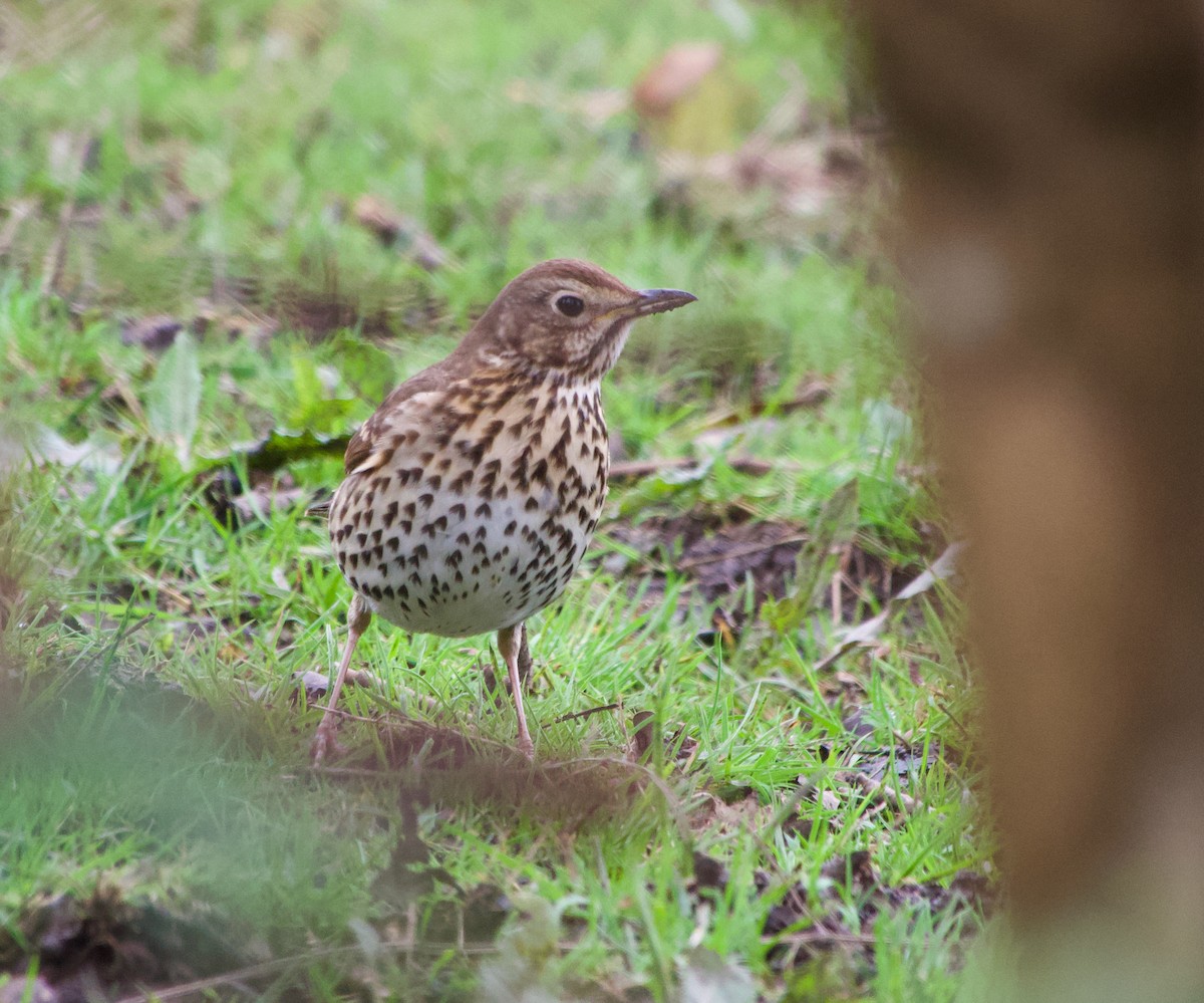 Song Thrush - ML616979770