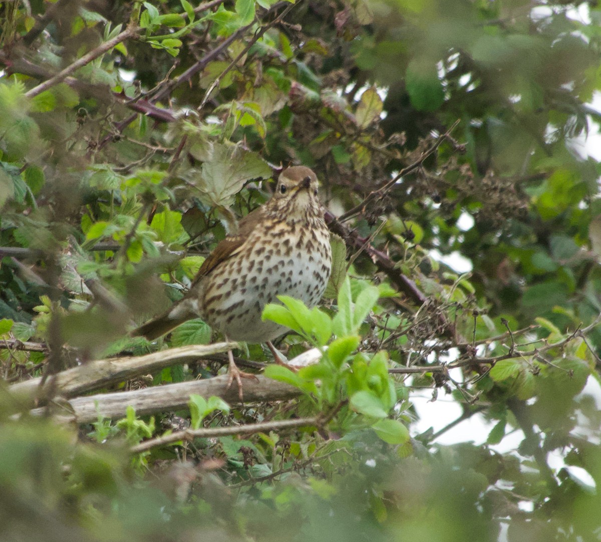 Song Thrush - ML616979772