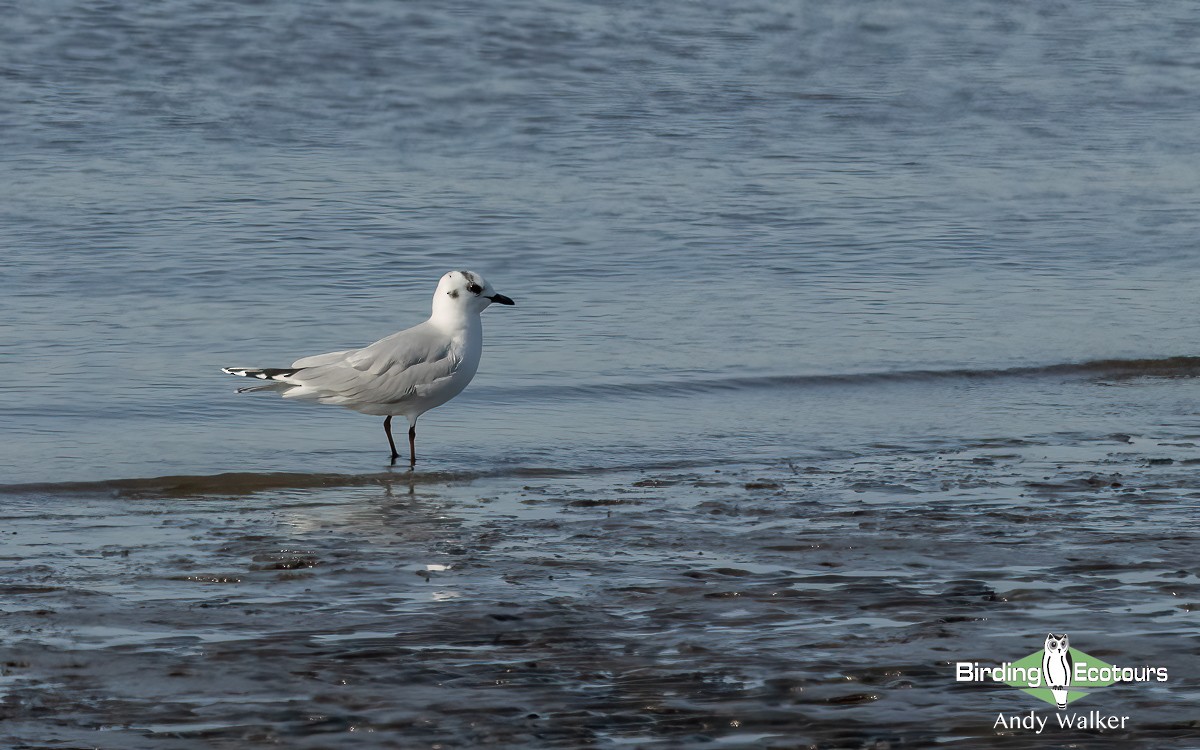 Saunders's Gull - ML616979796