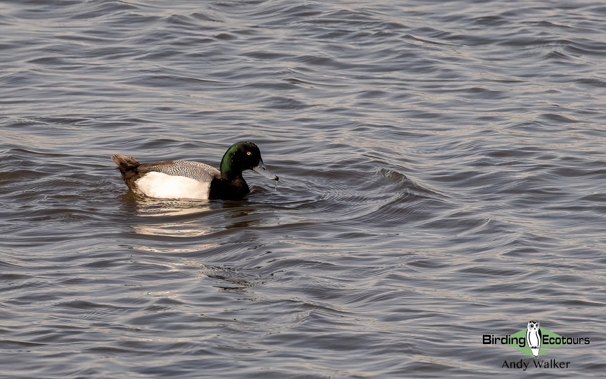 Greater Scaup - ML616979817