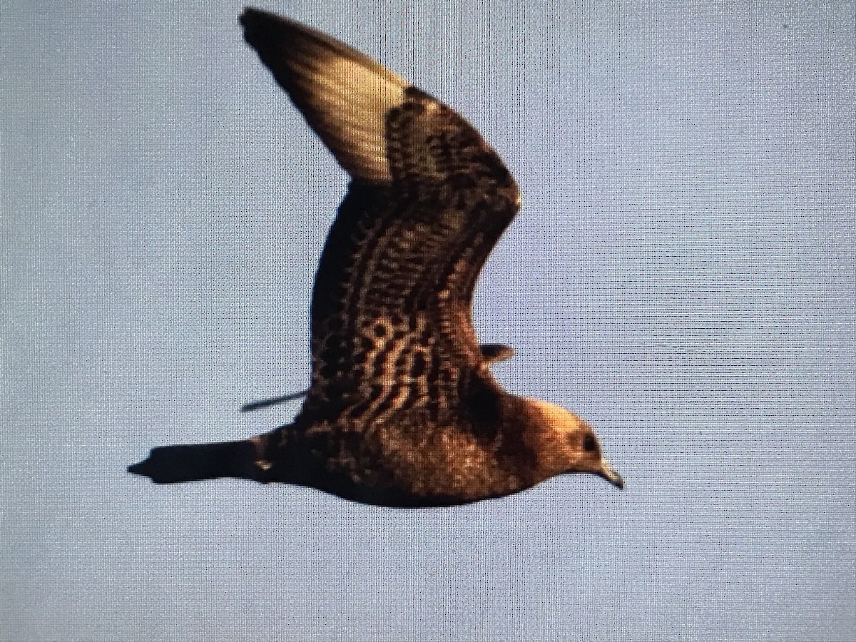 Parasitic Jaeger - Jason Horn