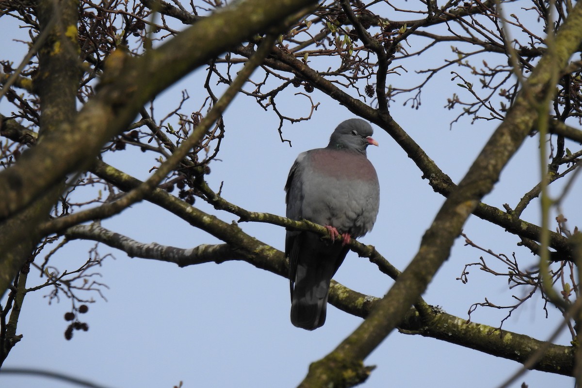 Stock Dove - ML616979870