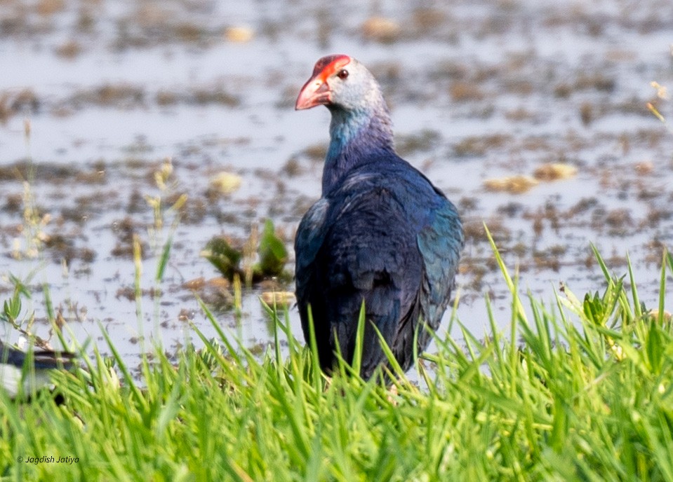 Gray-headed Swamphen - ML616979876