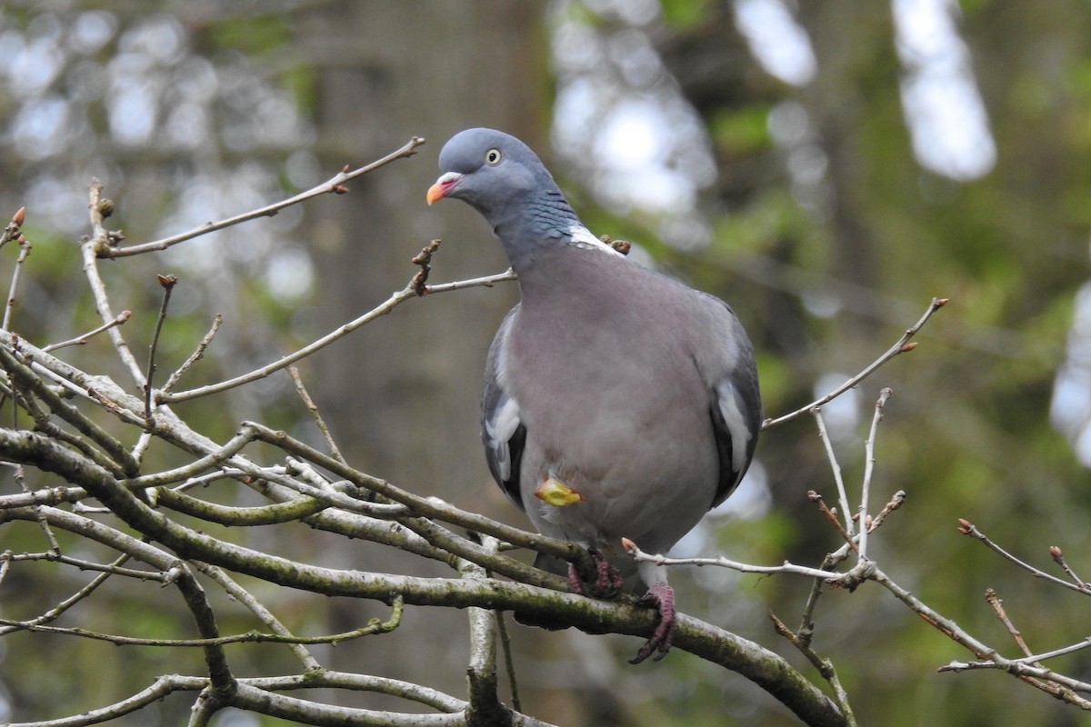 Common Wood-Pigeon - ML616979877