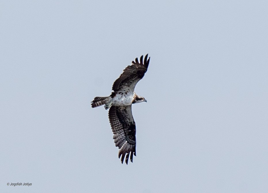 Osprey - ML616979882