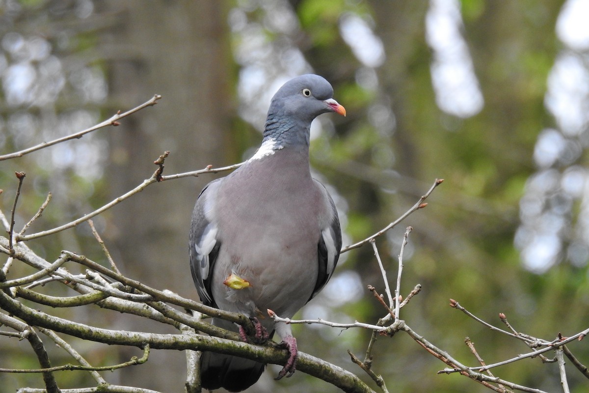 Common Wood-Pigeon - ML616979886