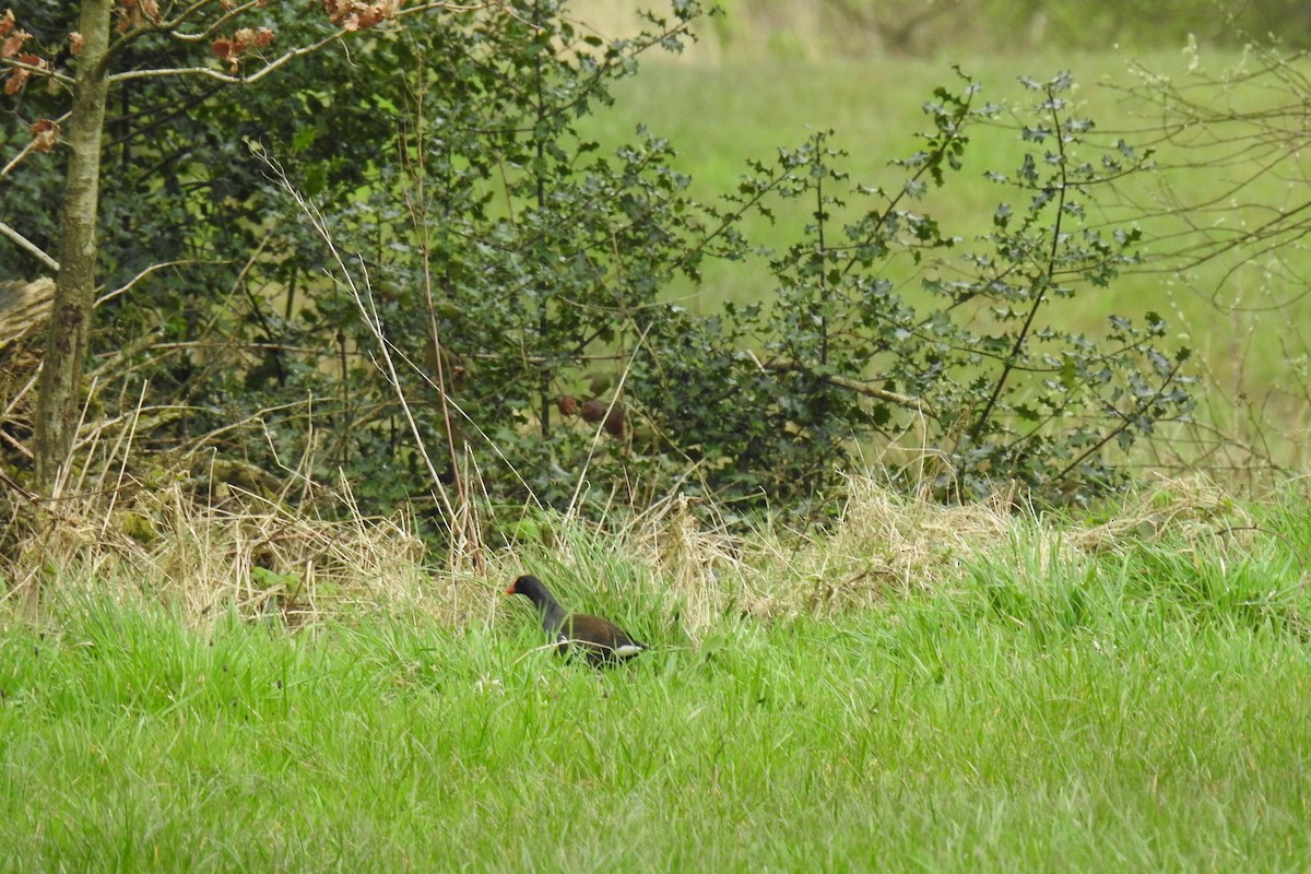 Eurasian Moorhen - ML616979891