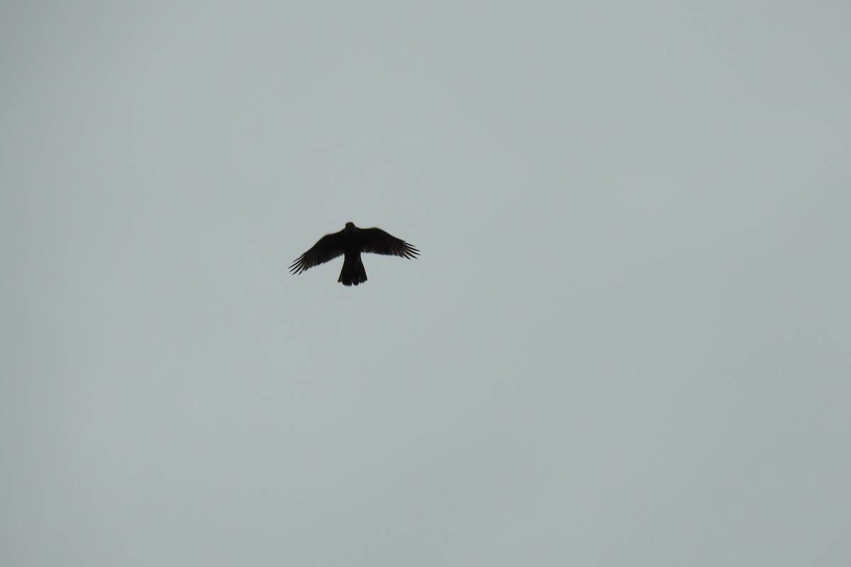 Eurasian Sparrowhawk - ML616979897