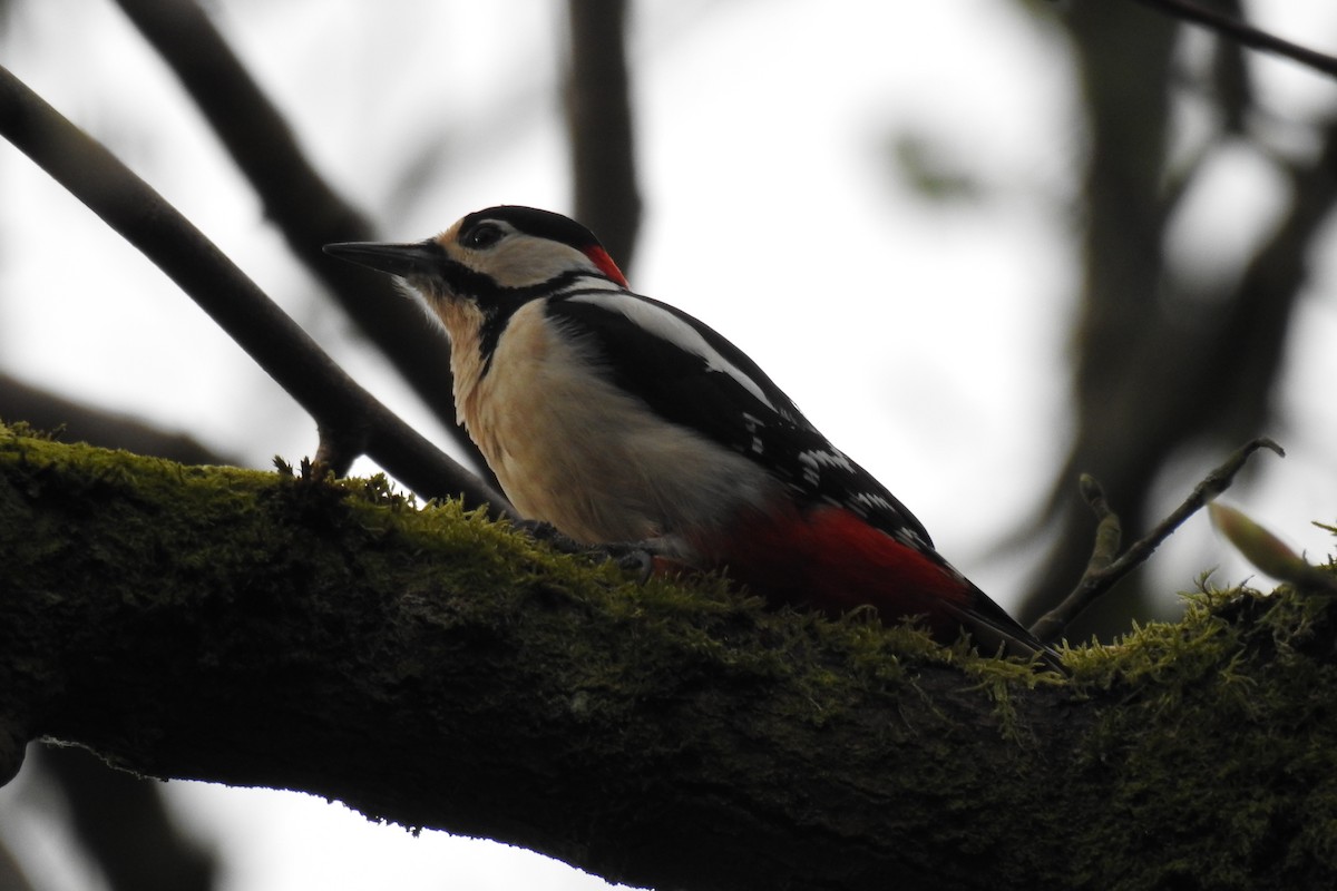 Great Spotted Woodpecker - ML616979905