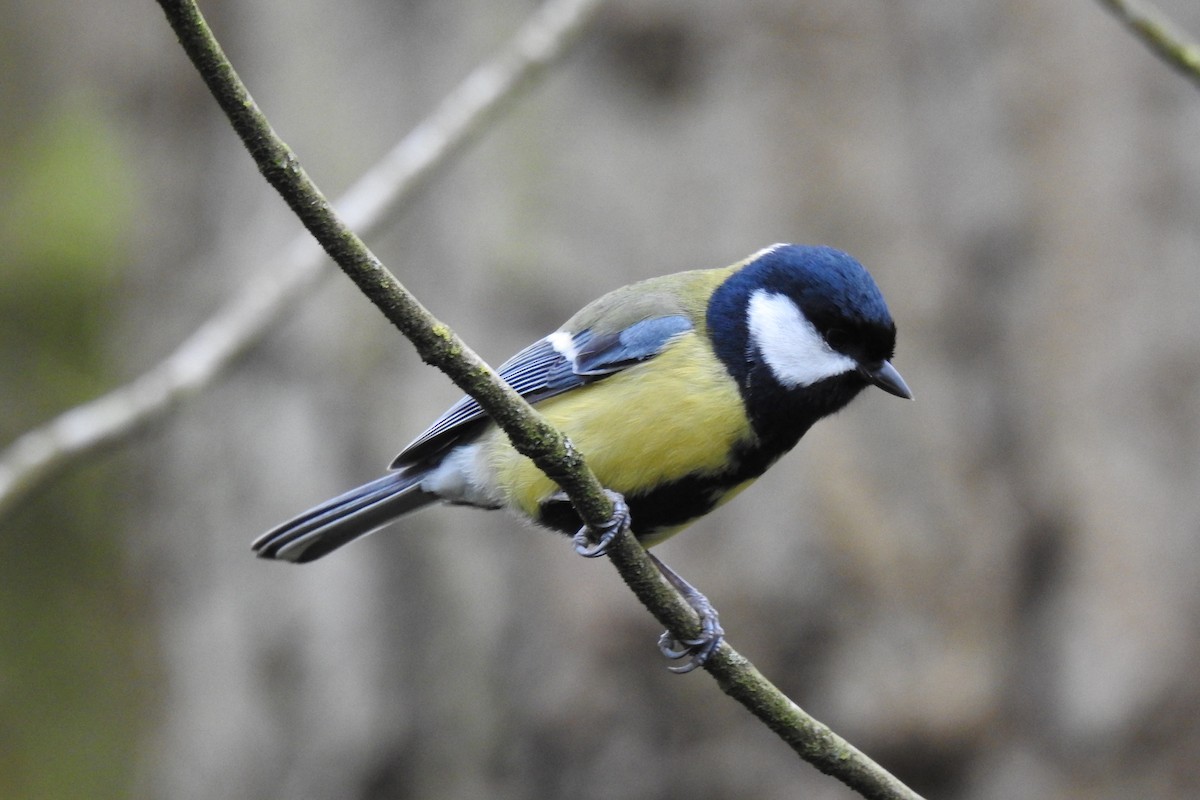 Great Tit - ML616979910