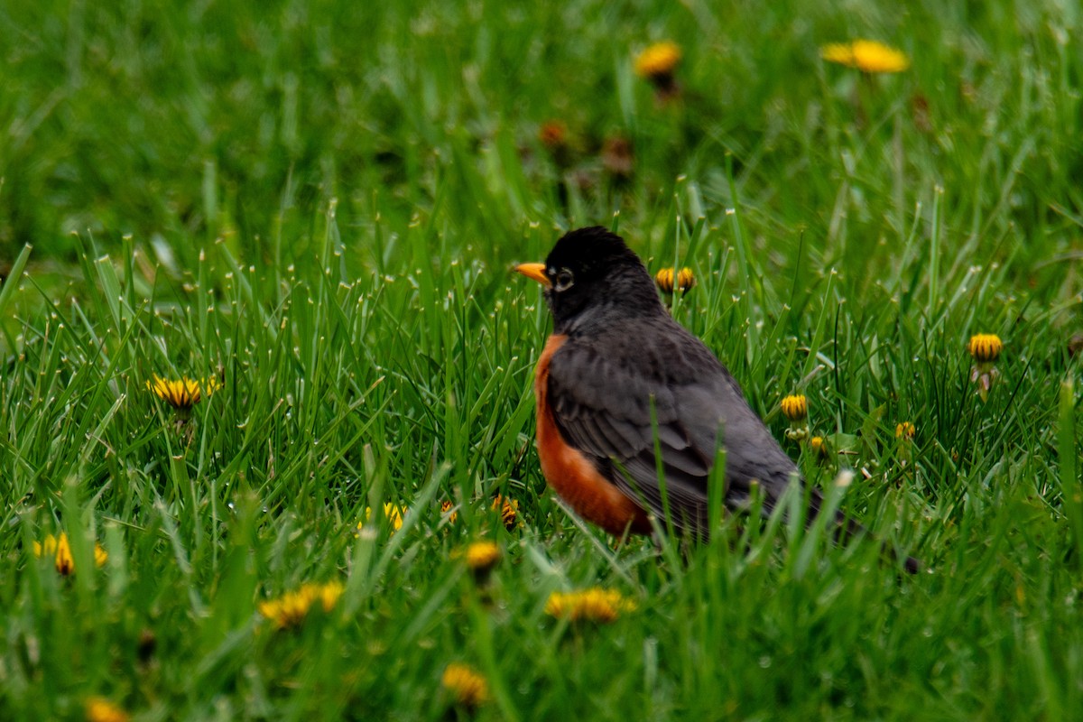 American Robin - ML616979911