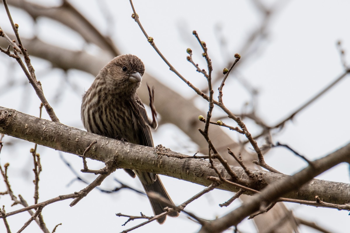 House Finch - ML616979914