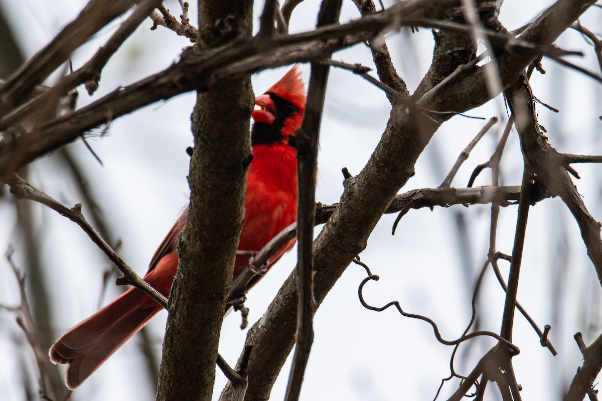 Northern Cardinal - ML616979917