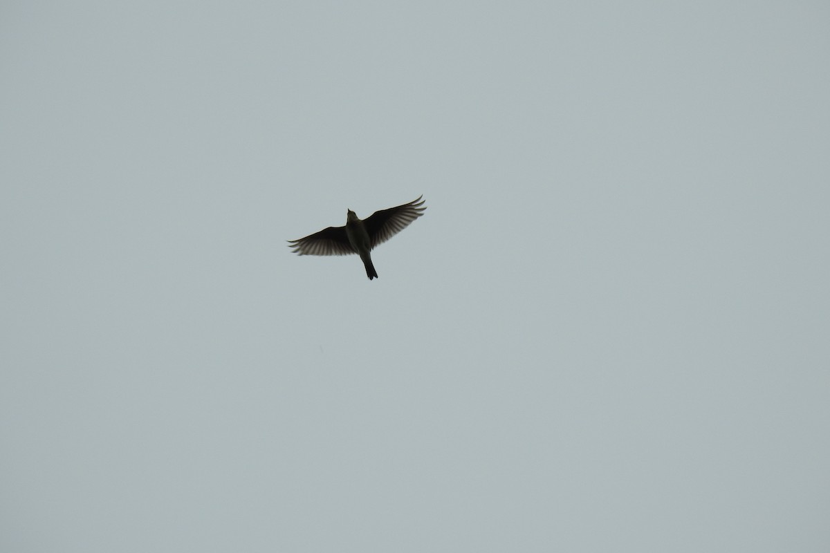 Eurasian Skylark - ML616979920