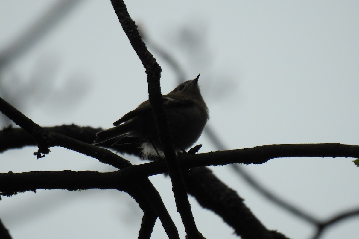 Goldcrest - ML616979926