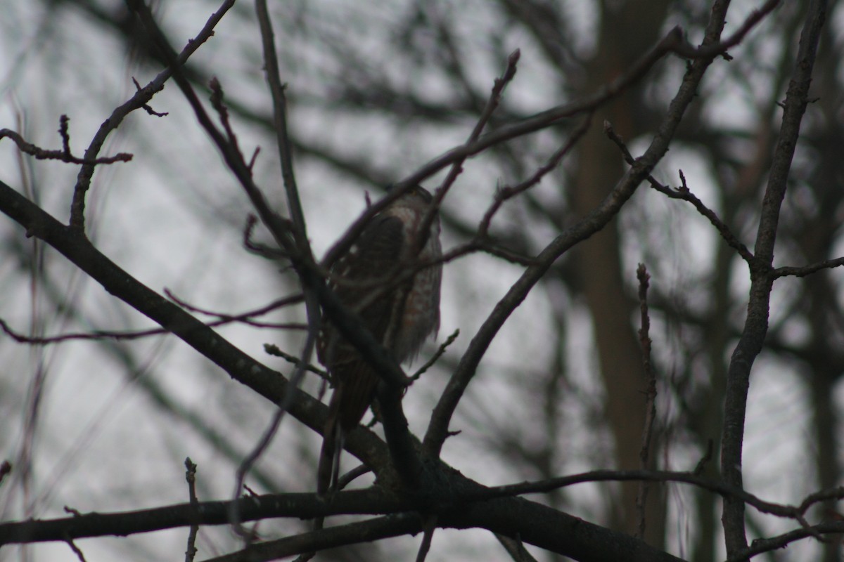 Sharp-shinned Hawk - ML616979932