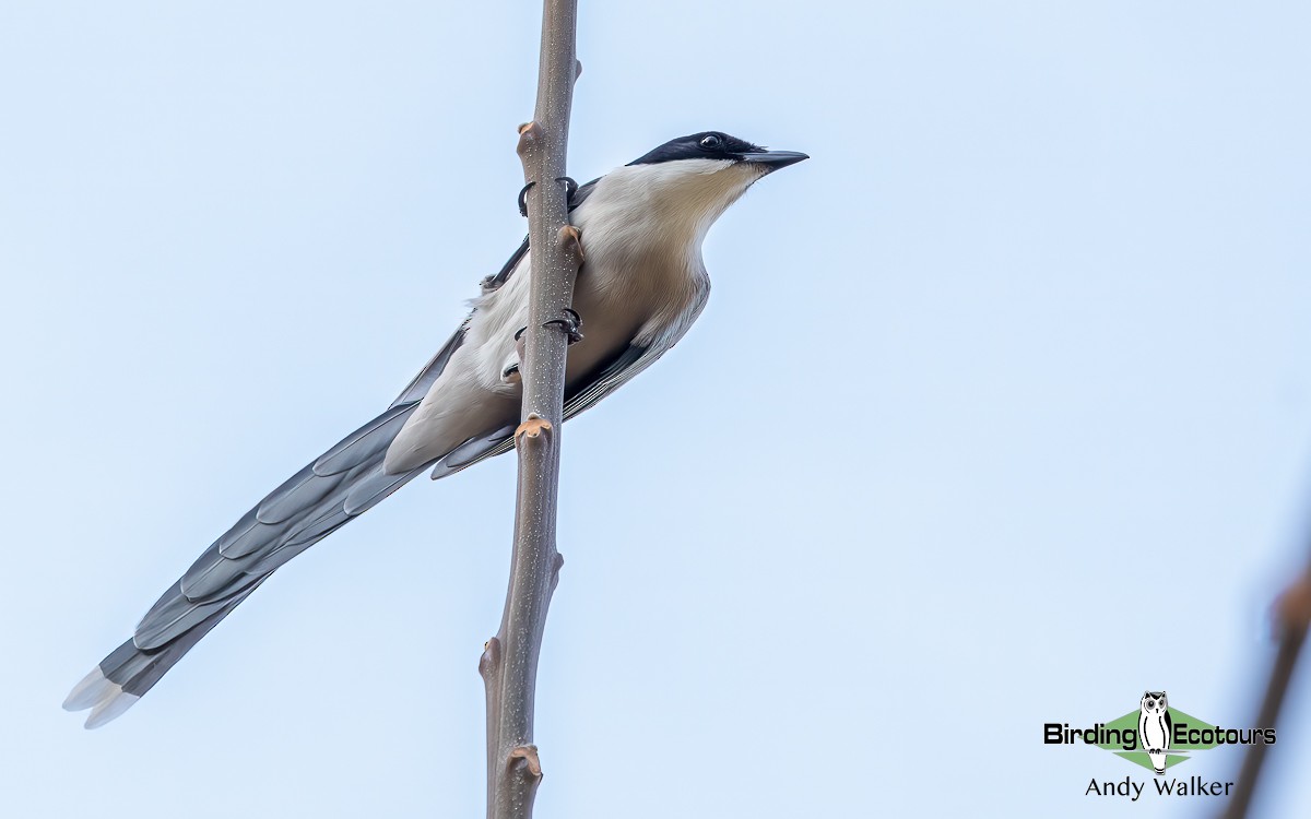 Azure-winged Magpie (Japanese) - Andy Walker - Birding Ecotours