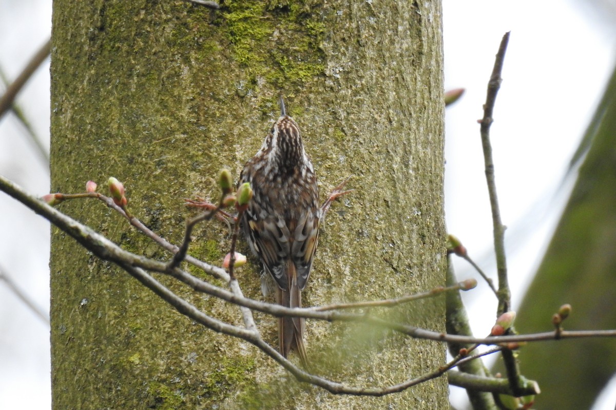 Eurasian Treecreeper - ML616979938