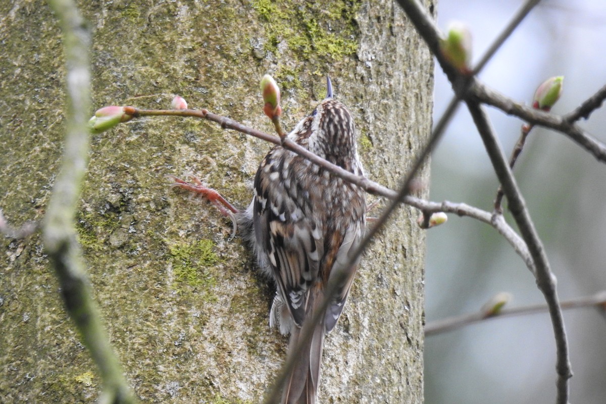 Eurasian Treecreeper - ML616979955