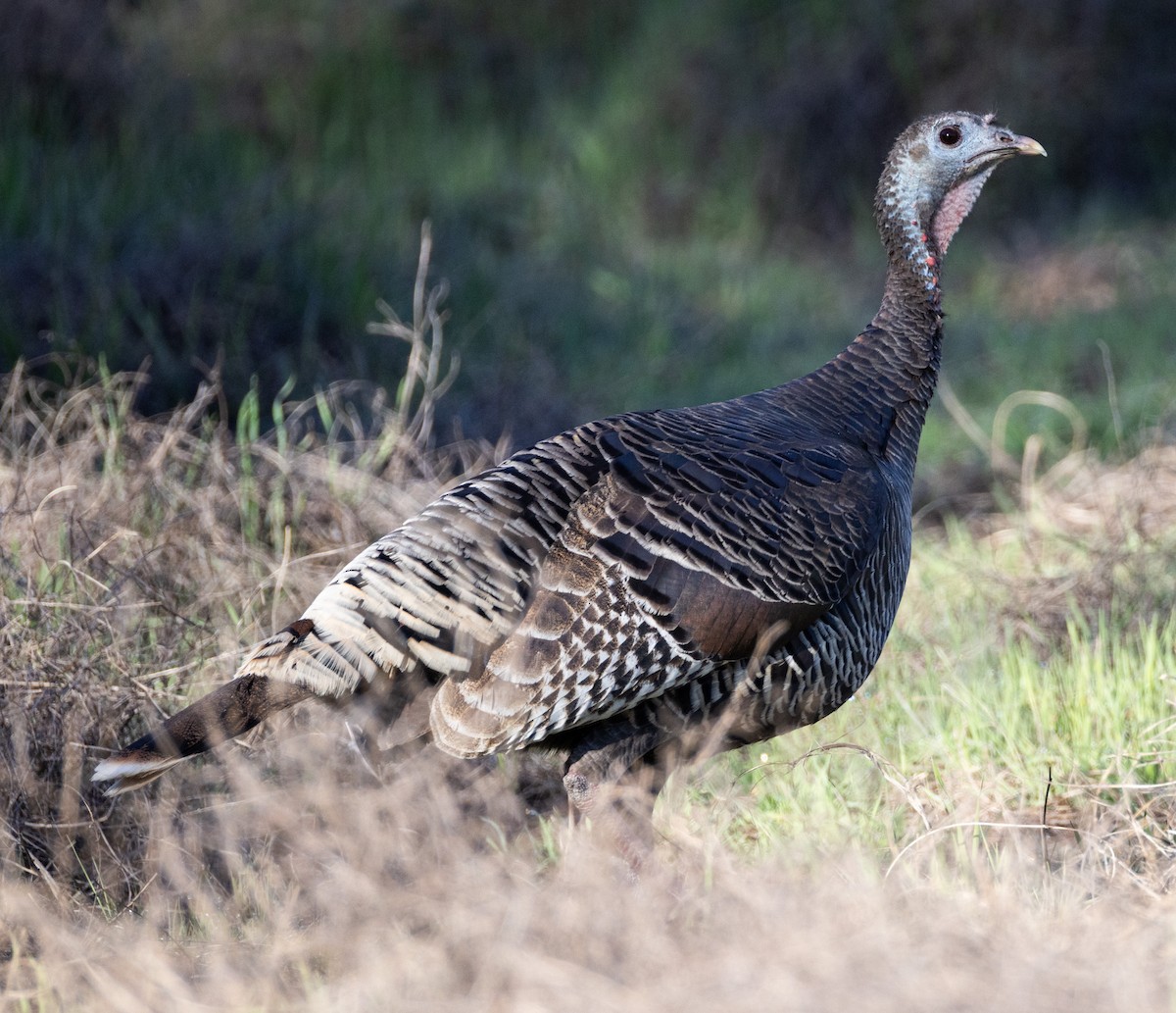 Wild Turkey - ML616979966