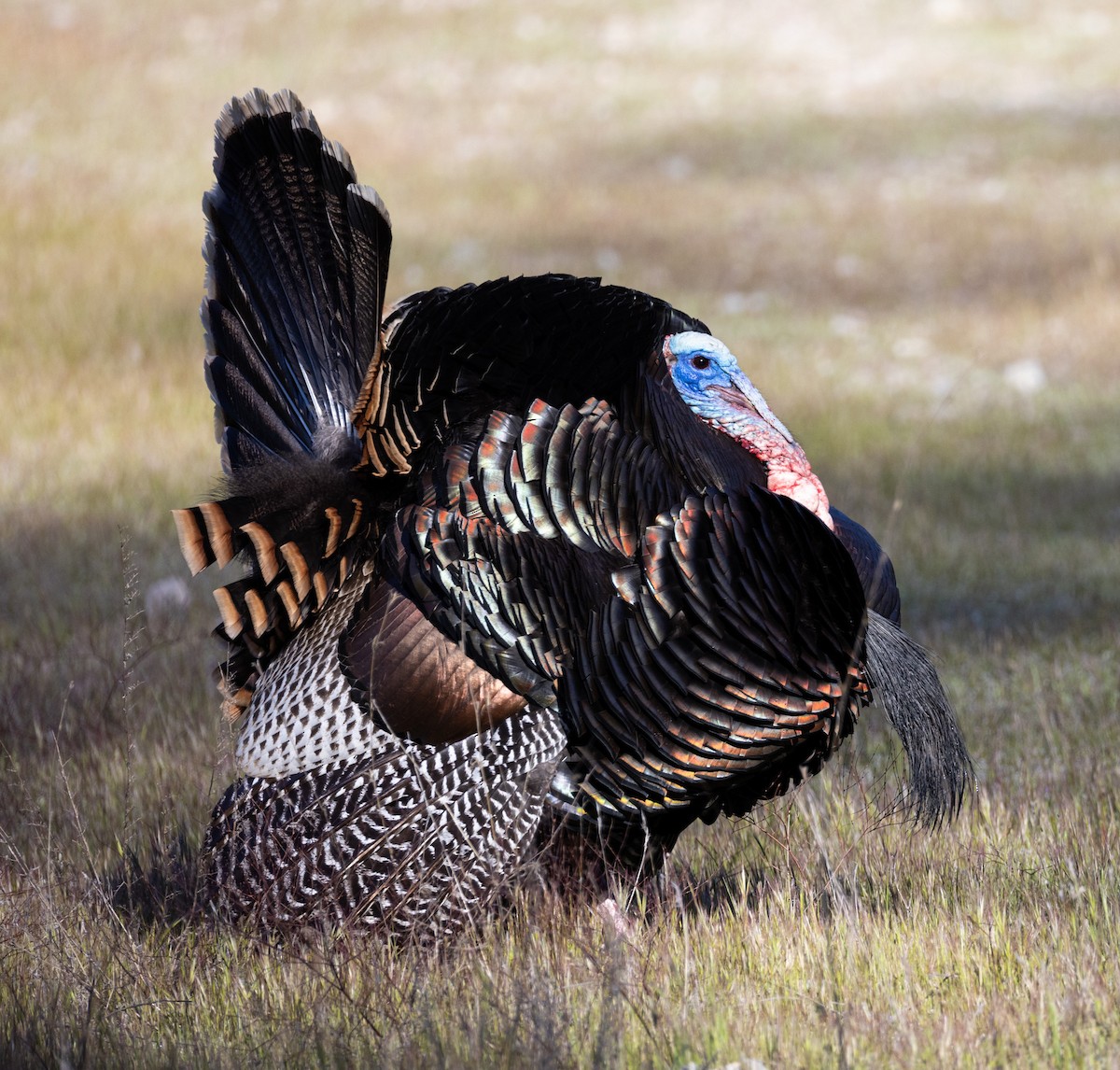 Wild Turkey - ML616979967