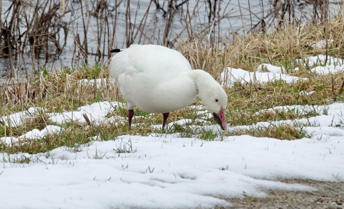 Snow Goose - ML616979992