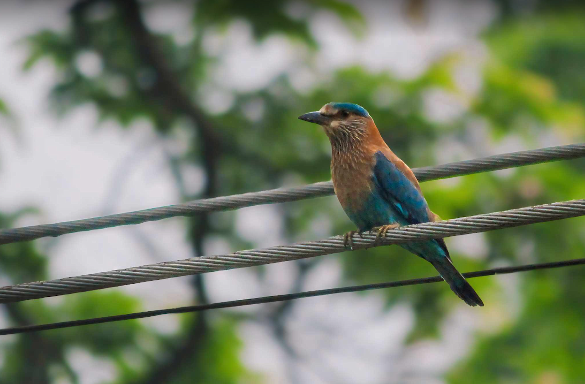 Indian x Indochinese Roller (hybrid) - ML616980003