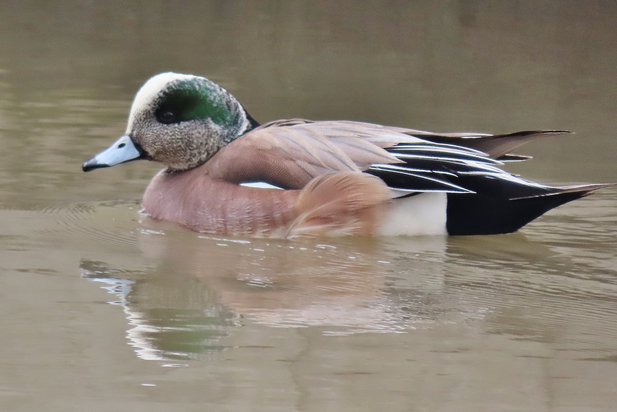 American Wigeon - ML616980024