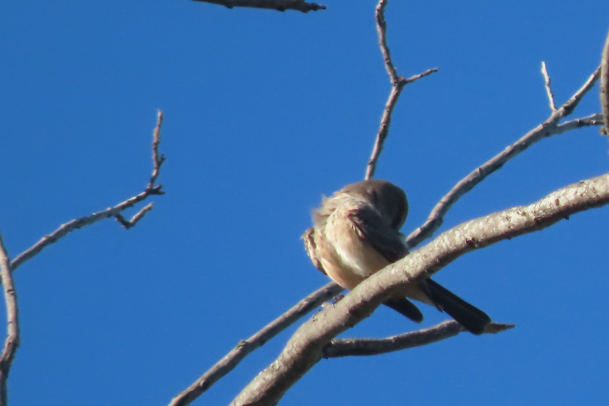 Vermilion Flycatcher - ML616980047