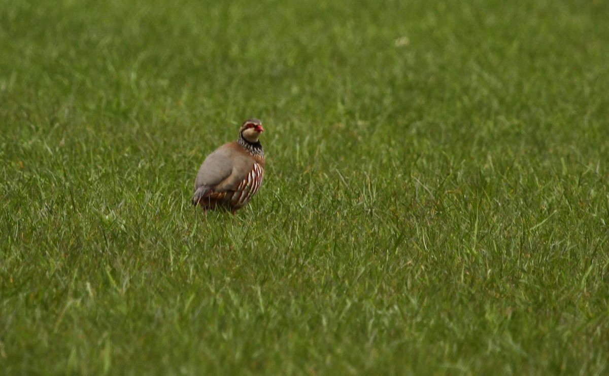 Red-legged Partridge - ML616980092