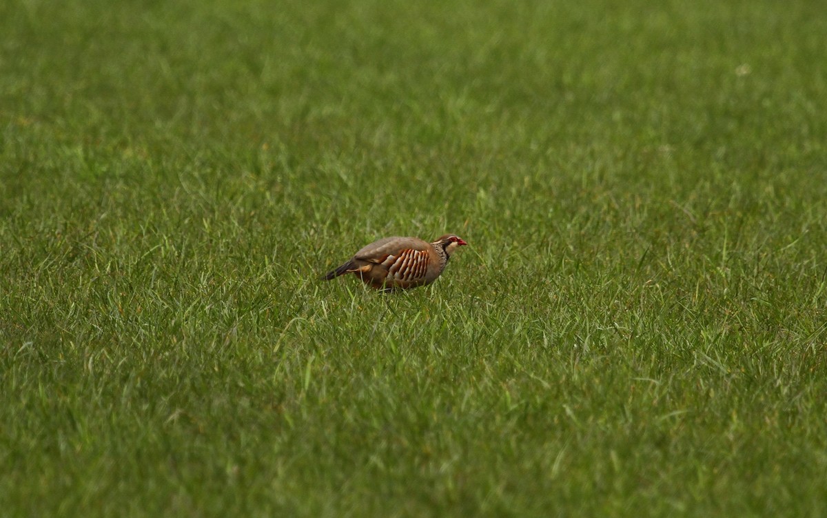Red-legged Partridge - ML616980093