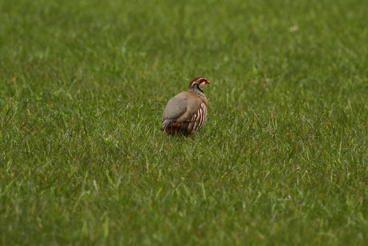 Red-legged Partridge - ML616980094