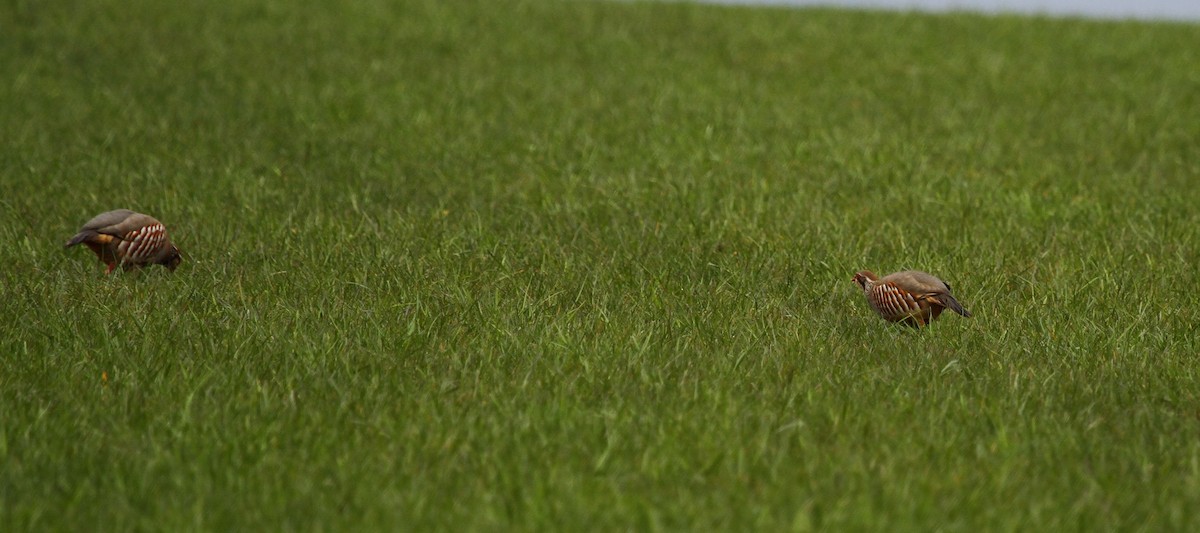 Red-legged Partridge - ML616980095