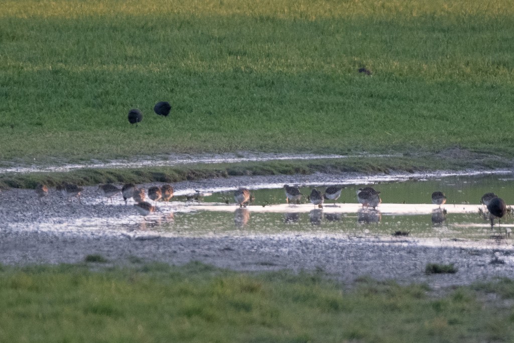 Kampfläufer - ML616980099