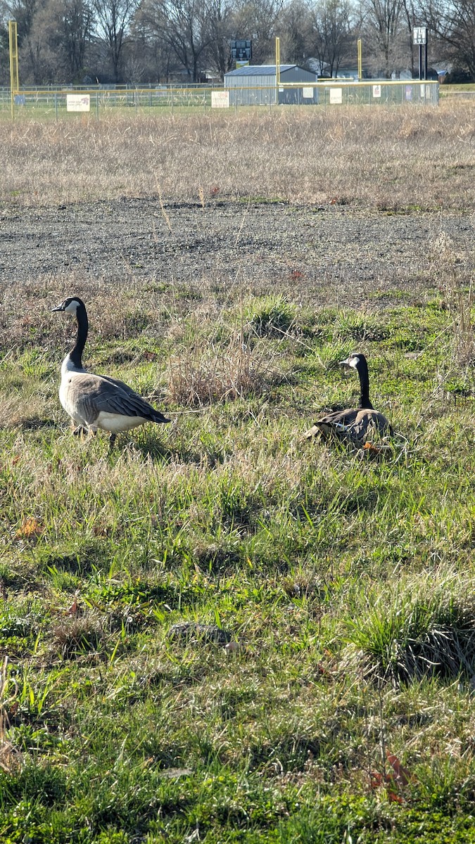 Canada Goose - ML616980110