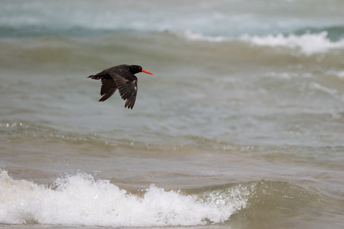 Sooty Oystercatcher - ML616980120