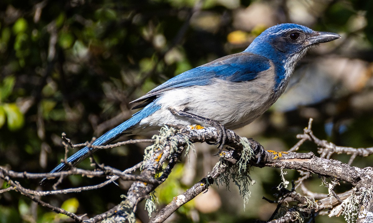 California Scrub-Jay - ML616980181