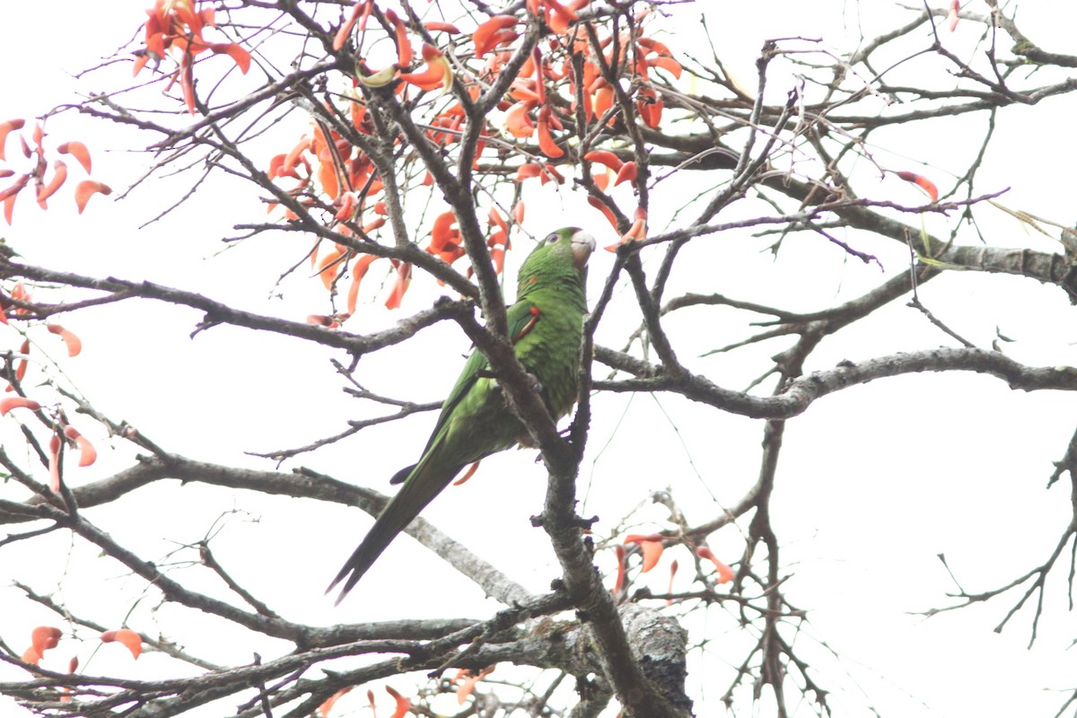 White-eyed Parakeet - ML616980182