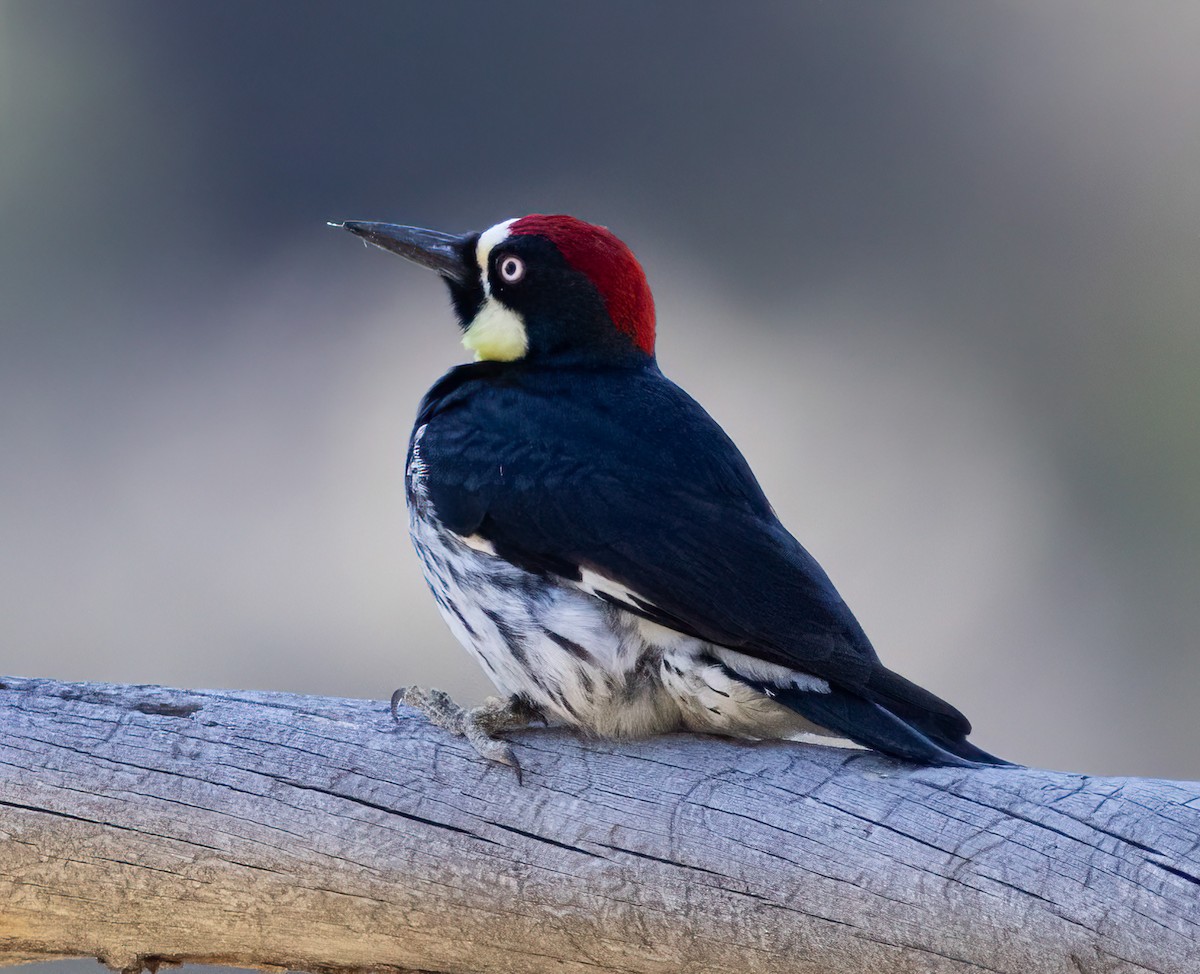 Acorn Woodpecker - Bernat Garrigos