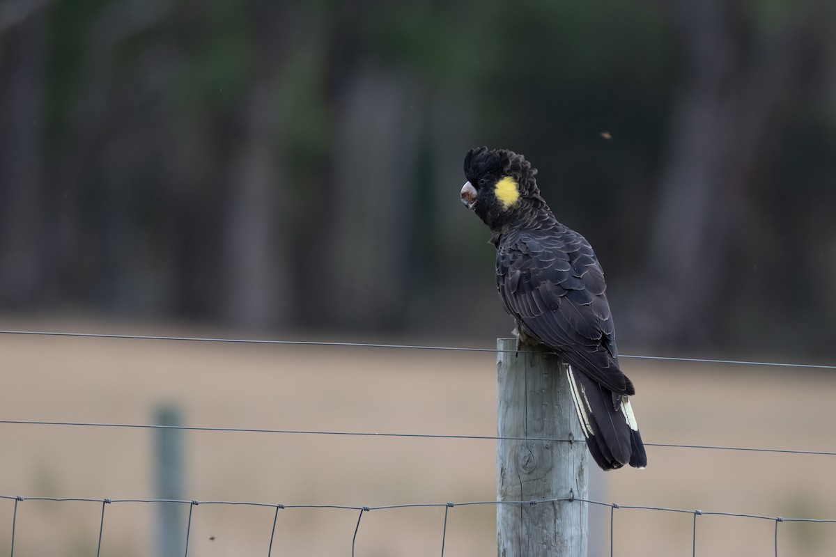 Cacatúa Fúnebre Coliamarilla - ML616980189