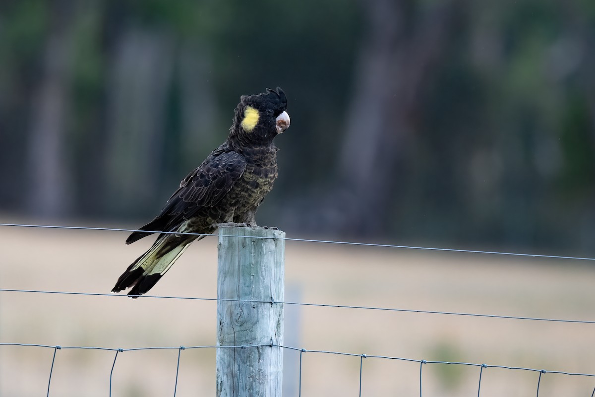 Cacatúa Fúnebre Coliamarilla - ML616980190