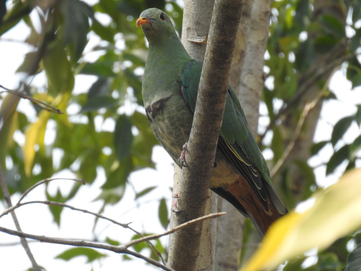 Black-chinned Fruit-Dove - ML616980198