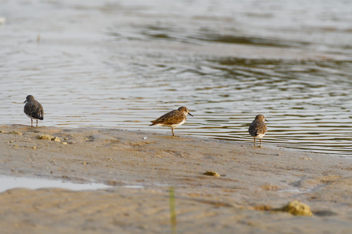 Temminck's Stint - ML616980220